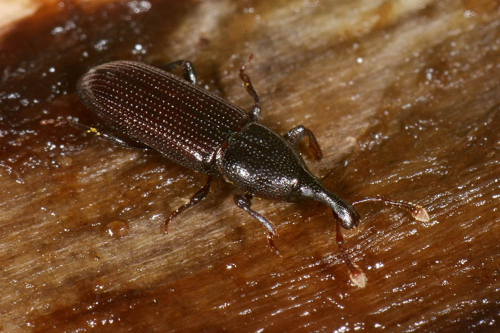 Curculionidae: Cossonus linearis